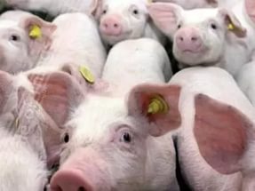 Норми утримання свиней у приватному секторі і вирощування їх на дачі
