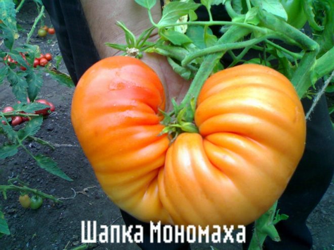 Томат «Шапка Мономаха»: опис та характеристика, вирощування, фото
