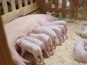В якому віці свиня починає гуляти: терміни злучки