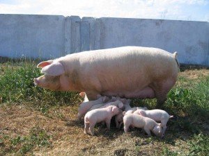 Найпопулярніша порода Ландрас свині беконного типу