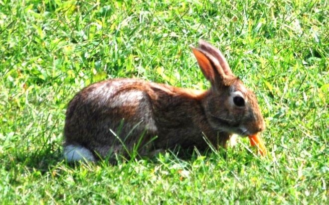 Чи можна давати кроликам гарбуз і кабачки   правильне годування