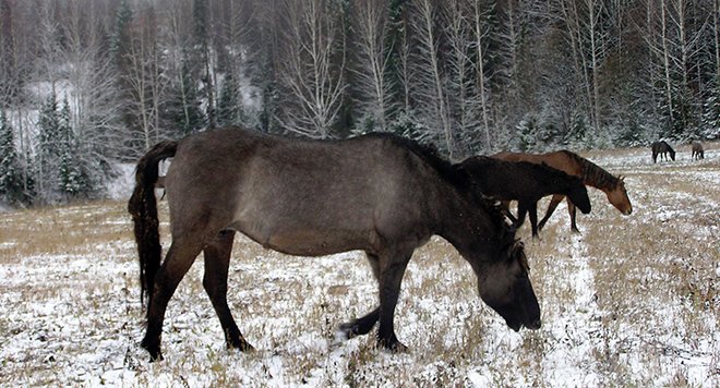 Вятська порода коней: опис, характеристики, фото