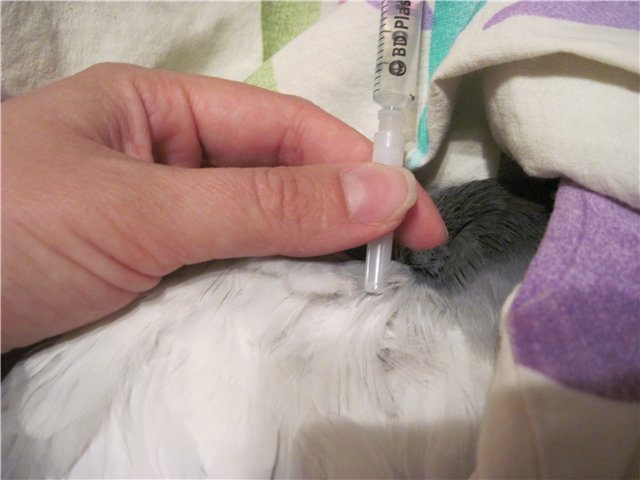 Сальмонельоз у голубів: симптоми, лікування, ліки