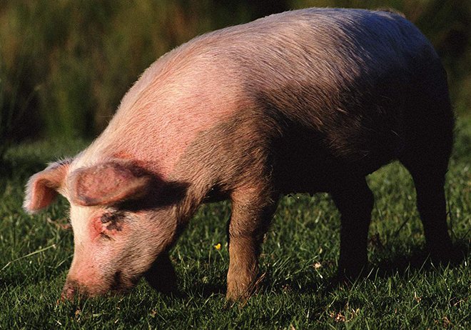 Хвороби свиней: симптоми і лікування, профілактика