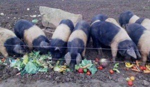 Вєтнамські свині: ціна на поросят і заводчиків відгуки