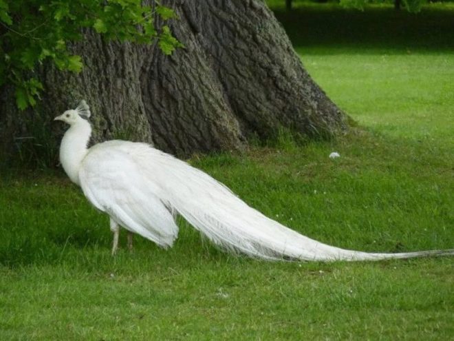 Білий павич альбінос: характеристика, як розкриває хвіст, фото