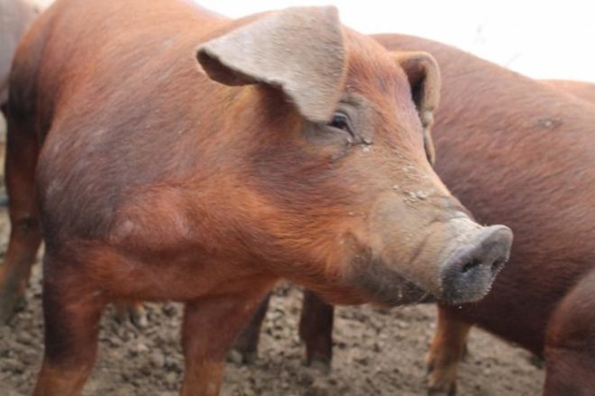 Порода свиней Дюрок: характеристика, опис та фото