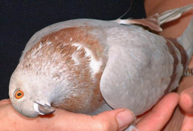 Хвороби голубів, їх симптоми та лікування в домашніх умовах