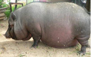 Набирає популярність породи Вєтнамська вислобрюха свиня