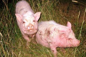 Типові хвороби домашніх свиней, методи їх профілактики та лікування