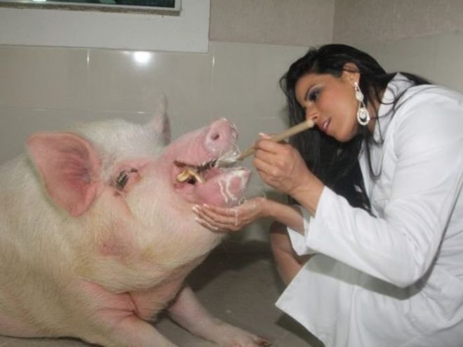 РРСС свиней: лікування, симптоми, профілактика