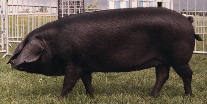 Велика чорна свиня: опис, характеристики і фото породи