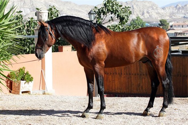 Гніда масть коня: опис, колір, породи та фото