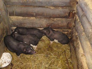Вєтнамські вислобрюхие свині: утримання та догляд, особливості розведення