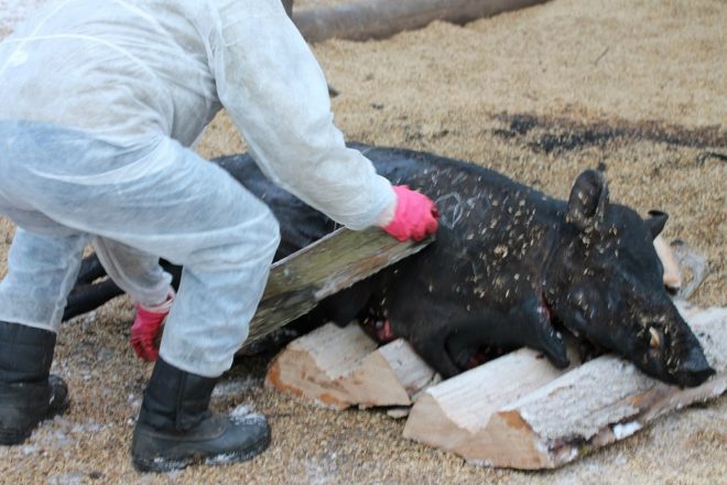 Африканська чума свиней: симптоми, як передається, фото