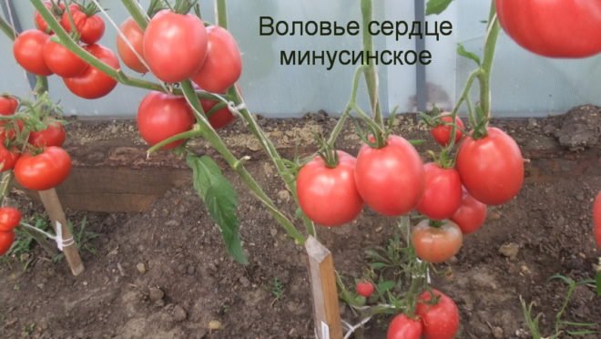 Минусинские помідори: опис сортів, вирощування, фото