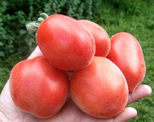 Томат Шахерезада: опис, характеристика сорти помідорів, фото