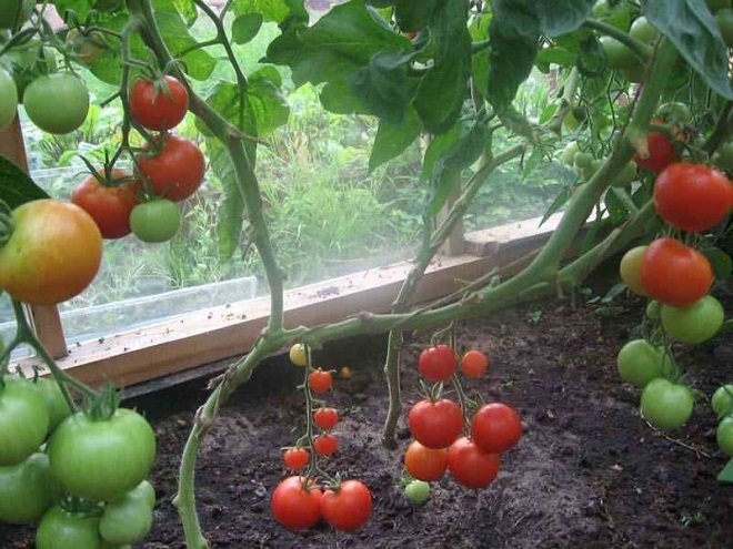 Помідори «Балконне диво»: вирощування томата, характеристики і опис