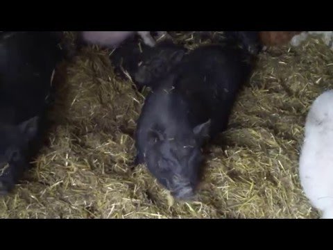 Від чого залежить скільки живуть свині свійські та дикі кабани?
