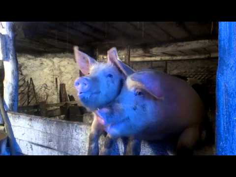 Формування стада, методи відтворення та технологія вирощування свиней