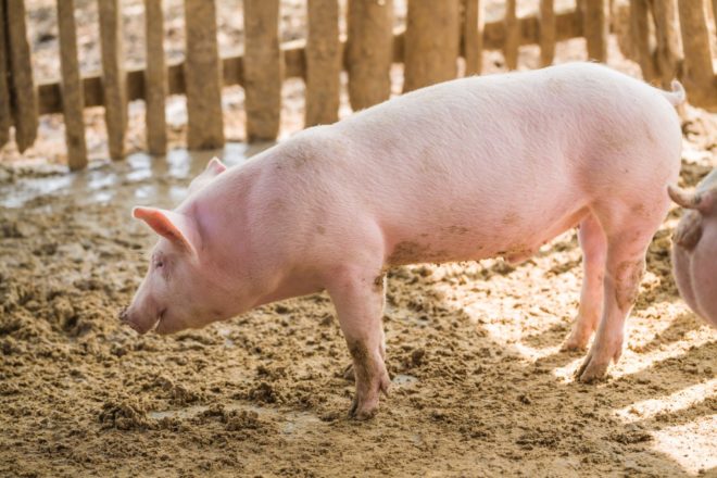 Мясні породи свиней: опис, продуктивність, вибір