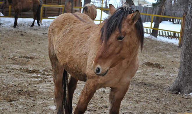 Вятська порода коней: опис, характеристики, фото