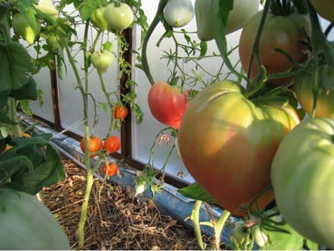 Помідор «Сверюга»: опис та характеристика, вирощування томата