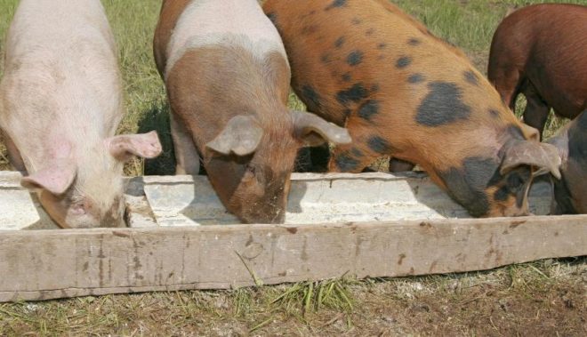 Соя для свиней: дозування, годування, користь