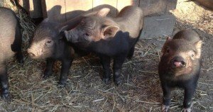 Азіатські вислобрюхие травоїдні свині і їх переваги