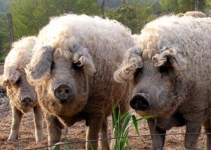 Сальні породи свиней: походження, характеристики і ціна на поросят