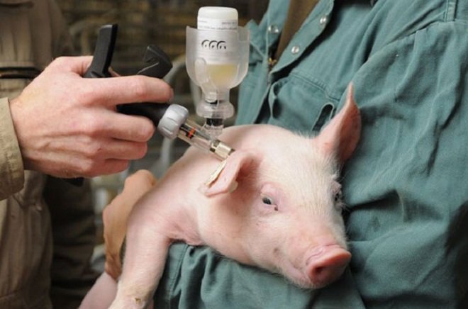 Хвороба Ауєскі свиней: симптоми, лікування, фото