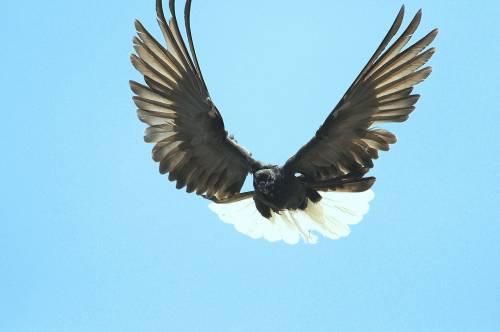 Миколаївські торцеві голуби : опис породи, фото