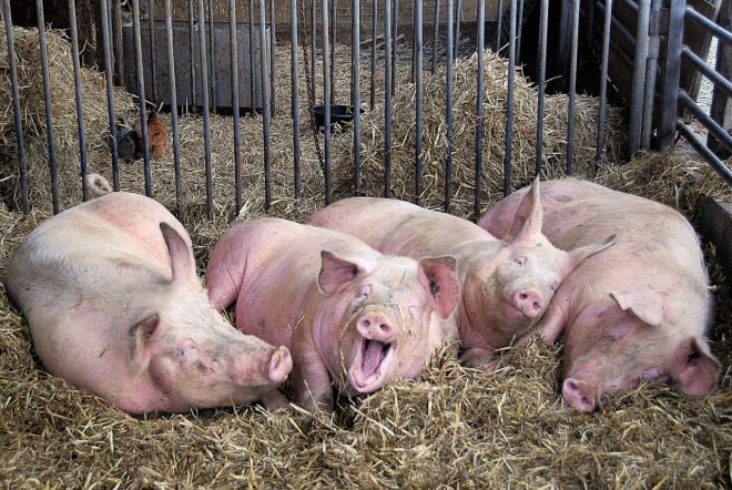 Чому поросята або свині кашляють: причини, лікування