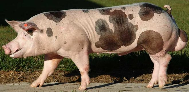 Порода свиней Пєтрен: опис, характеристика, фото