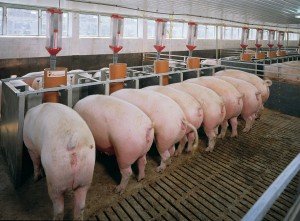 Самий ефективний відгодівля свиней і застосування стимуляторів росту