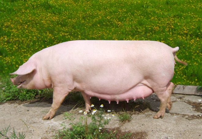 Свиноматка   що це за свиня і що вона робить