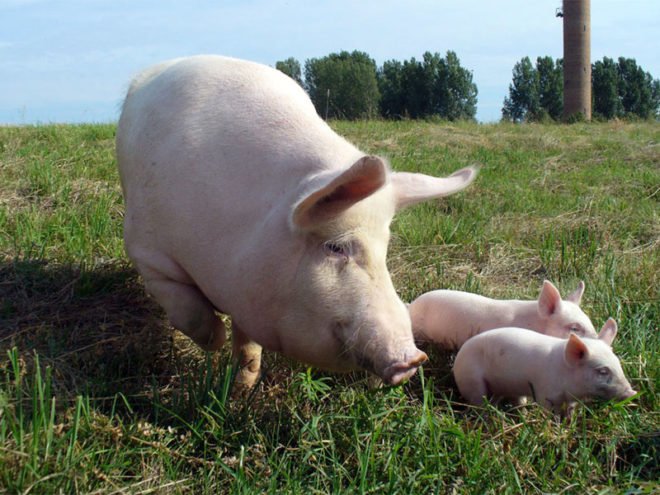 Самий ефективний відгодівля свиней в домашніх умовах на мясо