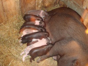 Розмноження та розведення вєтнамських свиней в домашніх умовах