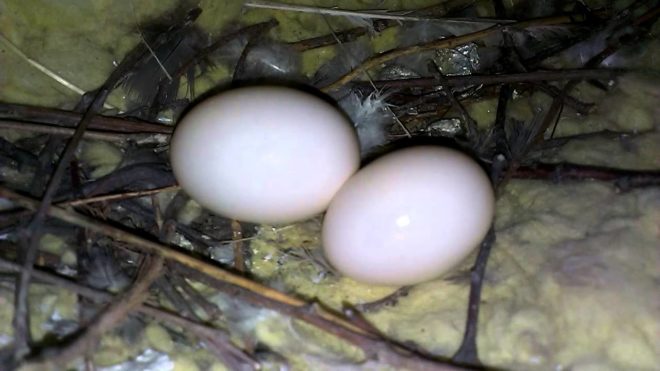 Як розмножуються голуби і скільки висиджують яйця