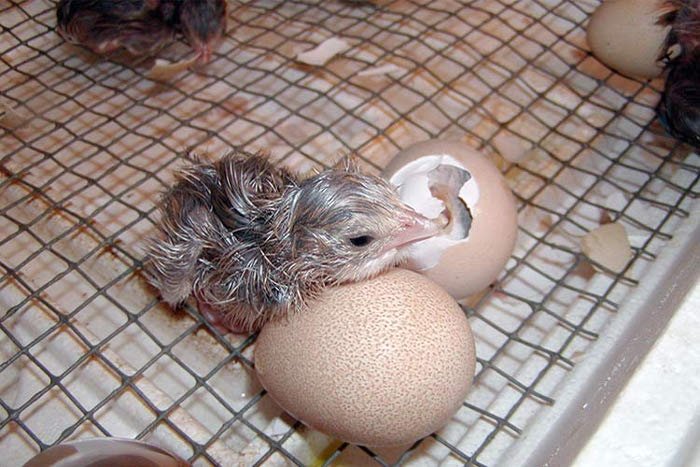 Як вивести в інкубаторі цесарок: температурний режим для яєць