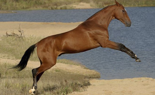 Кінь іноходець: опис порід, фото і особливості