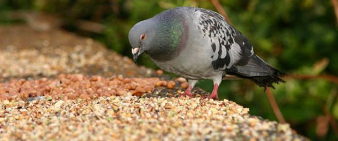 Що їдять і чим годувати голубів в домашніх умовах і на вулиці