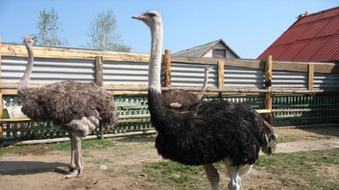 Розведення страусів в домашніх умовах та їх зміст