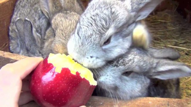 Чи можна давати кроликам яблука і як годувати ними