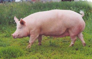 Беконна порода свиней Йоркшир: опис і ціни на поросят