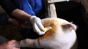 Які викликають симптоми глисти у свиней і невиліковні глистяні захворювання