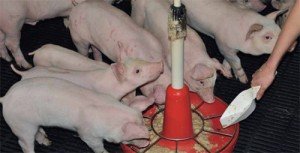 Добавки для зростання для свиней: різновиди стимуляторів і гормонів
