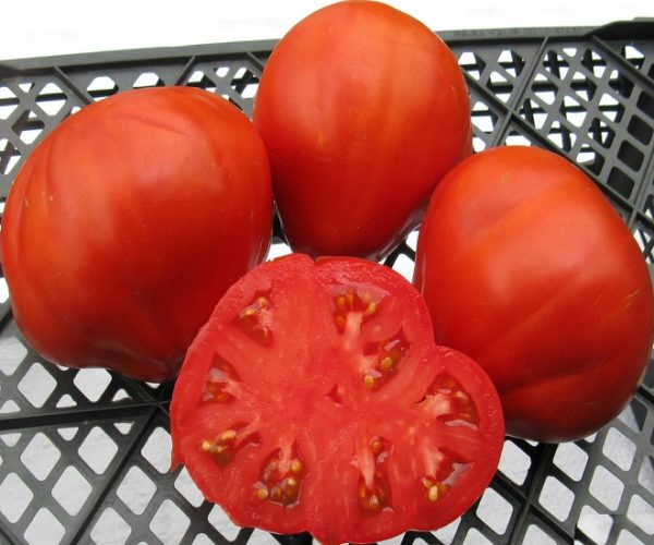 Опис і характеристики томату «Сто пудів»   Kselu