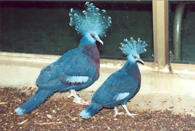 Вінценосний голуб: огляд, факти, фото породи