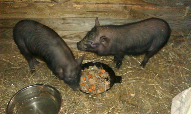 Корейські свині: розведення, догляд, харчування